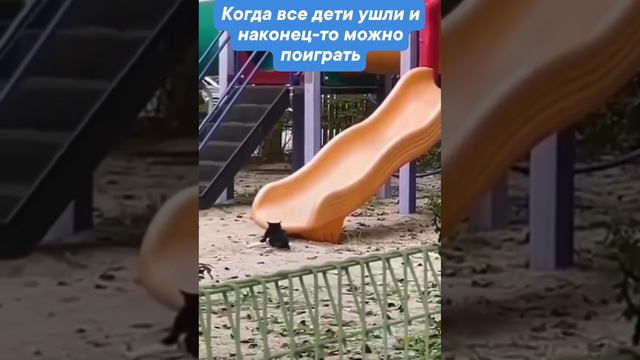 Котик радуется единению )