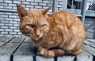 Разговорчивый рыжий кот "Мяу"