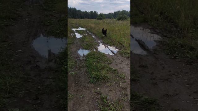 Волкособ. Гибрид канадского волка и лайки. 27 августа.