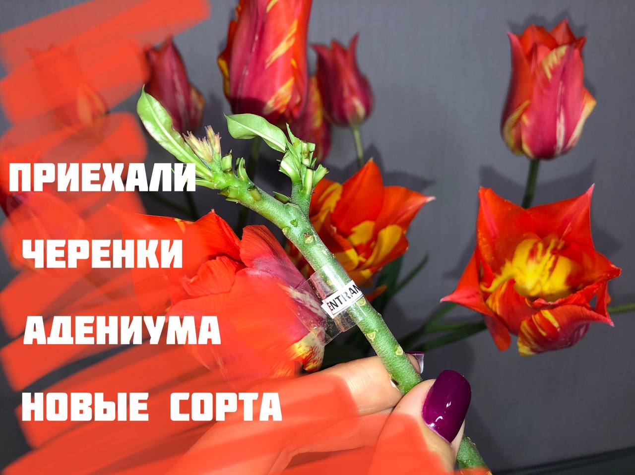Адениум. Распаковка посылки с черенками.mp4