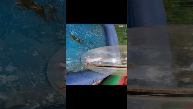 Ника в шаре на воде