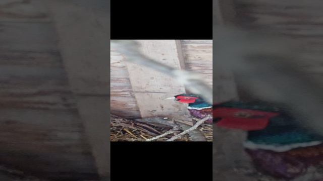 Продолжение линьки у фазанов