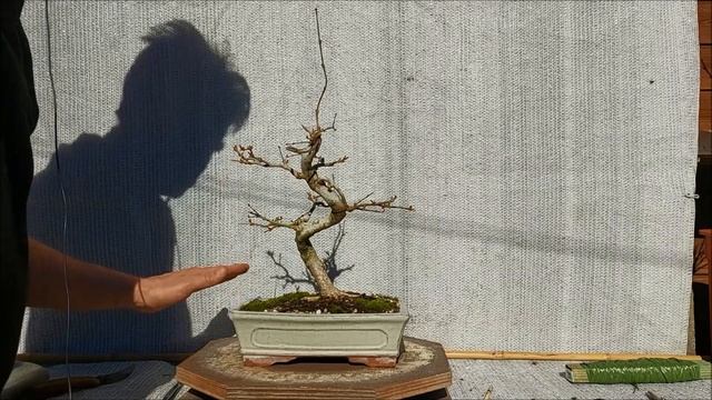 Fraxinus xanthoxyloides var  dumosa bonsai 5