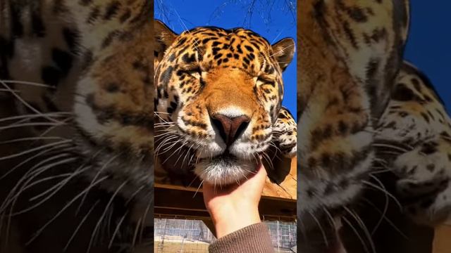 Jaguar Boop