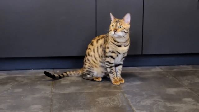 День из жизни питомника Exotic Family