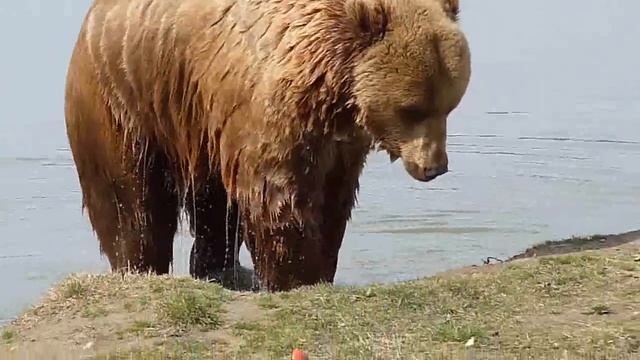 Bears in Veresegyhaz - HD 720p video taken by Lumix DMC-FZ28
