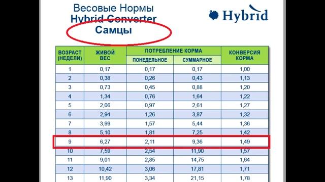 Индюки Хайбрид Конвертер 2 месяца 2021 год
