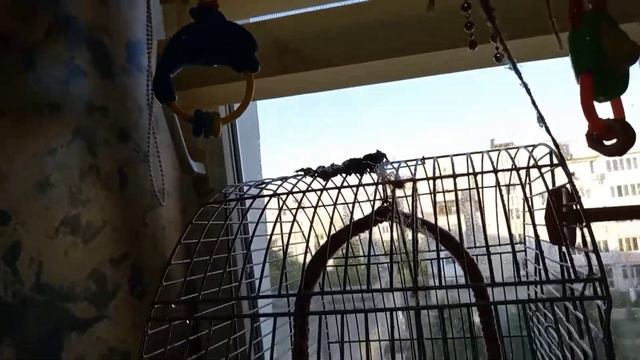 Еду на работу./Тимошка и Кеша./ Слепой котенок и попугай.🐈🦜