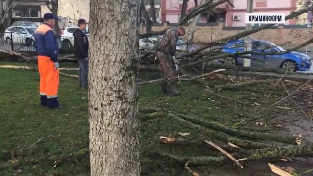 Сильнейший ветер повалил деревья в Симферополе