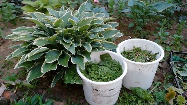 ЛУЧШЕЕ ЗЕЛЕНОЕ УДОБРЕНИЕ. НИКАКОЙ ХИМИИ!