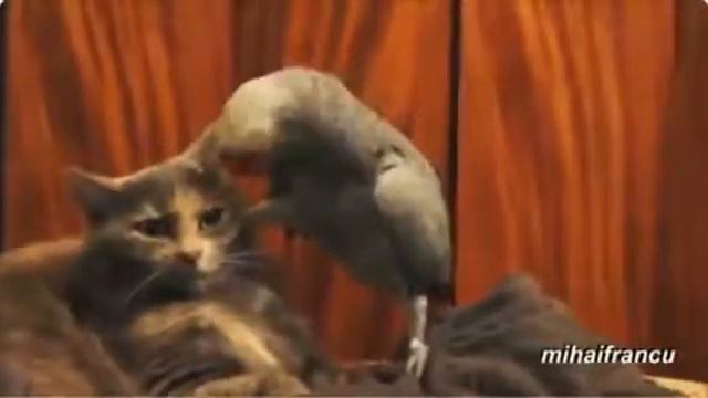 Смешной попугай с котом видео прикол с озвучкой.mp4
