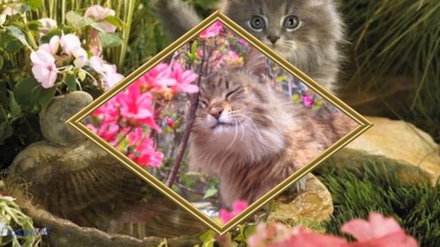Мартовские коты