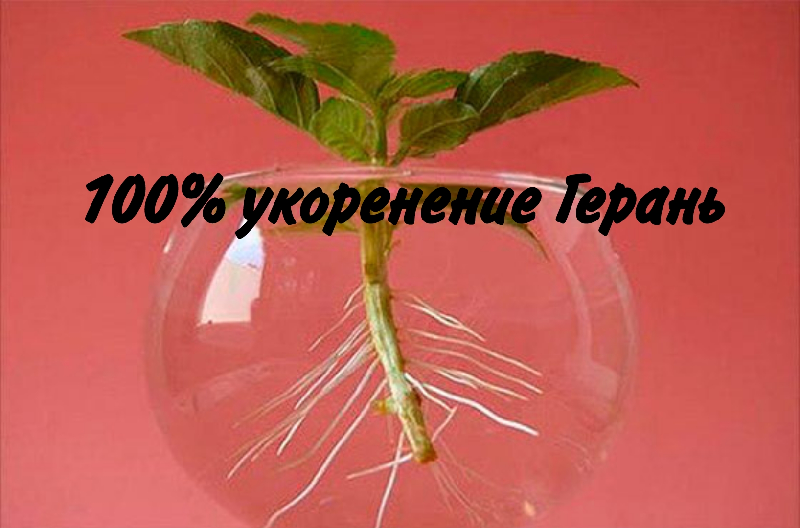 100% укоренение Герань