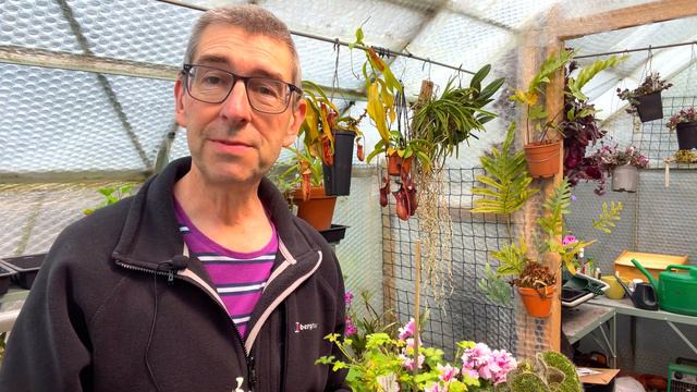 Pelargonium (Geranium) Care 101: Essential Tips For Successfully Growing In The Home!