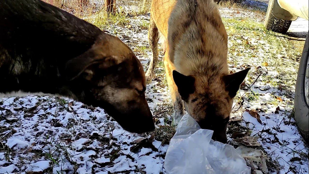 Сисястые курдючной породы