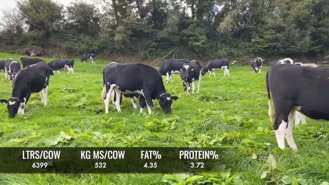Hol/Fr Pedigree In-Calf Heifers (532kgs/MS)