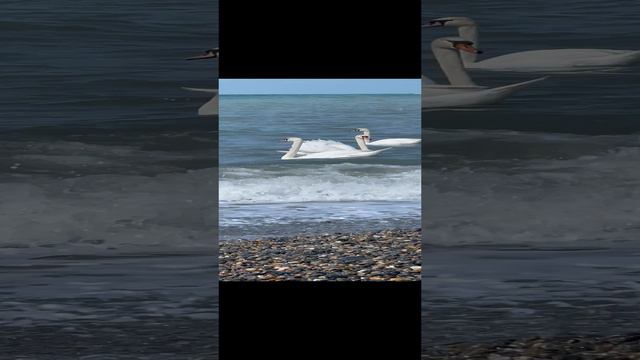 Лебеди на черном море