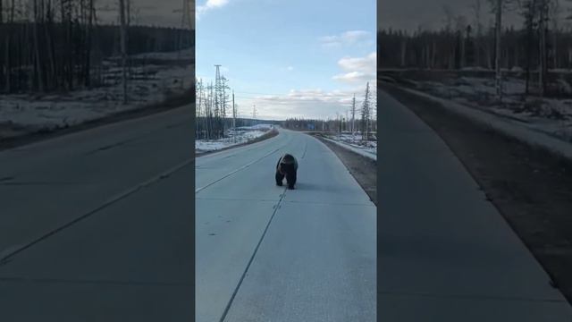 Русский Таможенник дал добро на проезд ❤🇷🇺