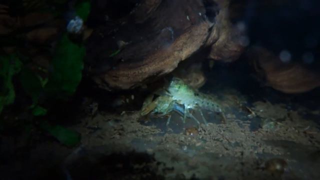 Карликовый болотный рак (CAMBARELLUS PUER) спаривание