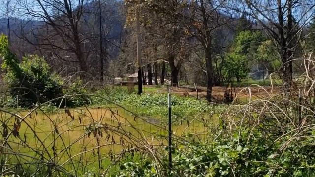Blackberry removal project after a forest fire destroyed my home