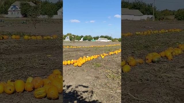 Валкование тыквы!  Т-40