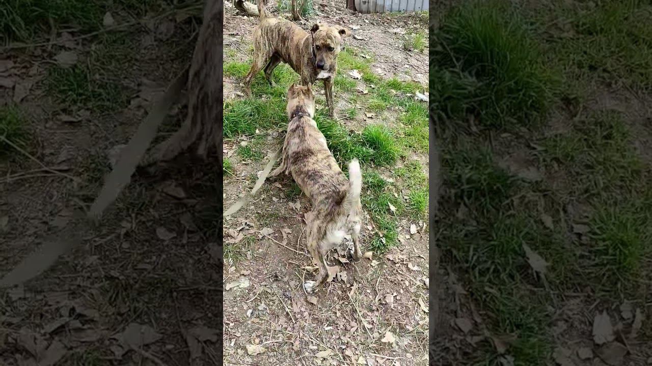 пришли проведать друга #shords #бегидорогаябеги #ржака #виделивидео #моипитомцы #моясобака