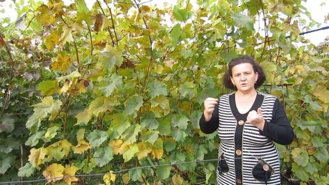 Как удалить листву с винограда перед осенней обрезкой? Дефолианты и десиканты.