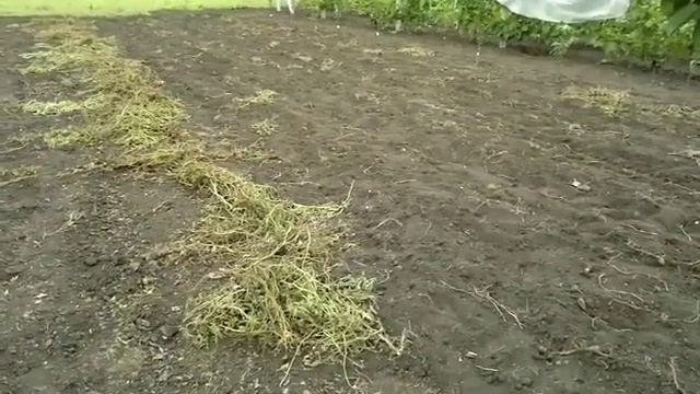 копаю картошку транспортерной копалкой "самопал"