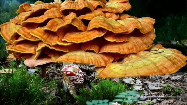 Приглашаю пойти по грибы. Видео открытка