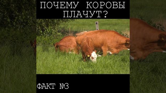 #3 Почему коровы плачут? Лаборатория фактов.