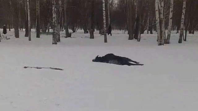 Зима. Детство Белинды.