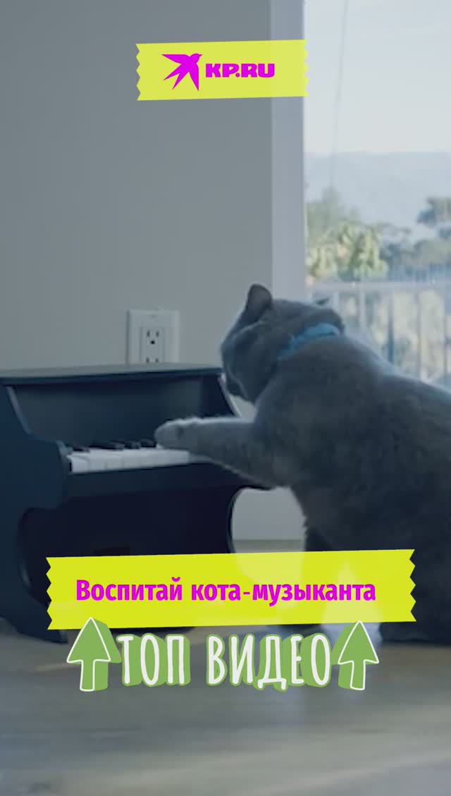 Воспитай кота-музыканта