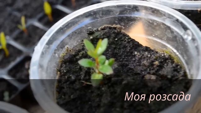 Моя рассада