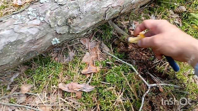 куда прячутся грибы и как их отыскать ГРИБНОЕ САФАРИ