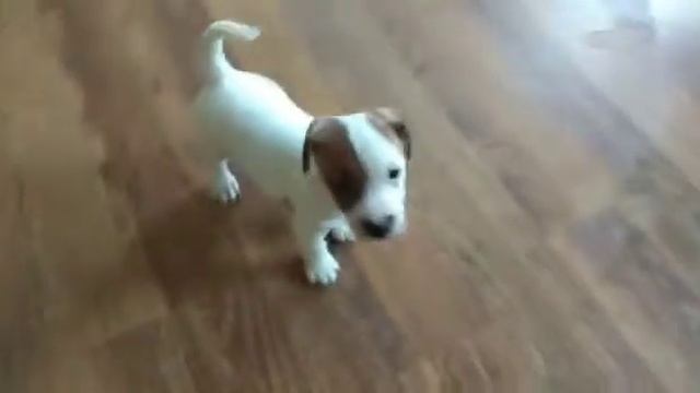 Щенки Джек рассела 1 месяц