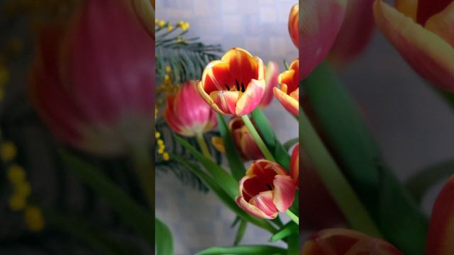 Тюльпаны10032024-1612