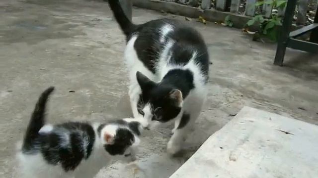 Мамы кошки разговаривают с котятами.