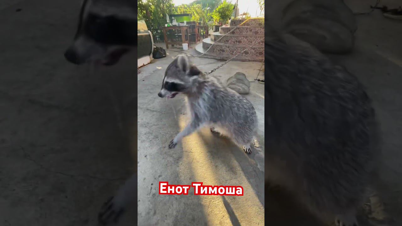 Енот  Тимоша
