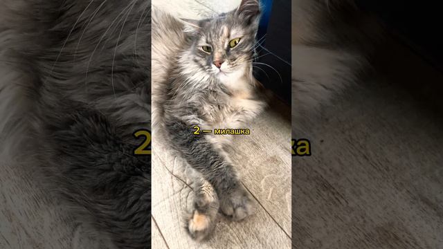 Какая кошка похожа на твою вторую половинку? | юмористическое видео с животными