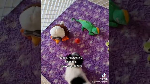 бивер терьер, мальчик в продаже. сайт питомника www.dog-mini.ru