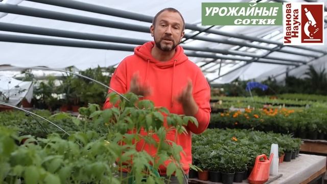 Томаты вытягиваются? Не беда - есть решение! И это не хирургия!