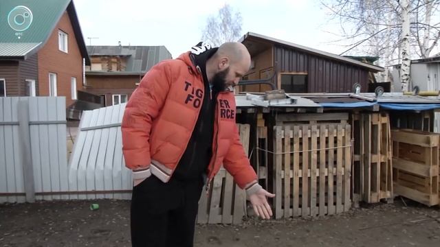 Жители области всё чаще стали жаловаться на появление бездомных собак
