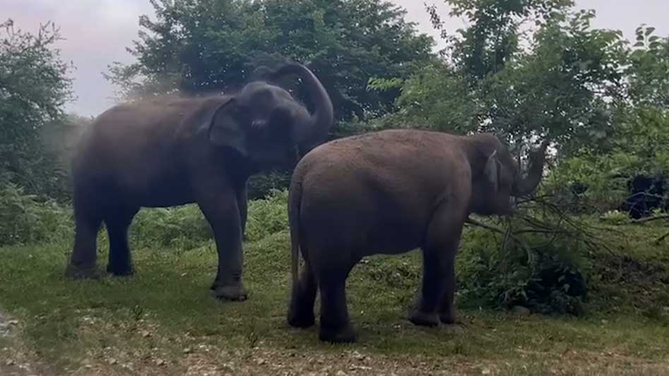 Слонихи Претти и Марго проводят летний отдых в Сочи