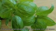 Лимонный базилик: описание, выращивание, применение