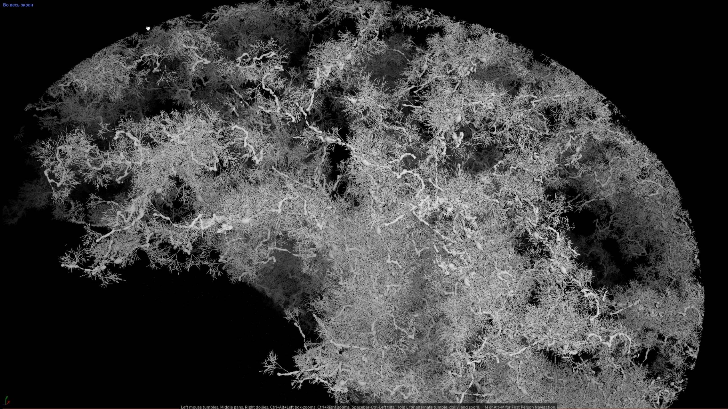 Генерация нервной системы мозга, Houdini