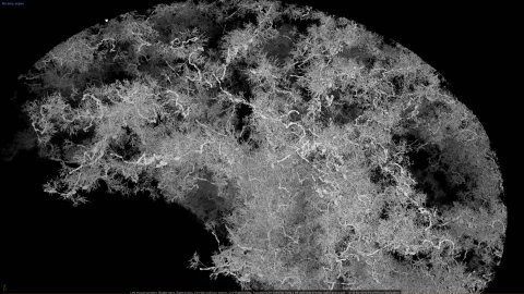 Генерация нервной системы мозга, Houdini