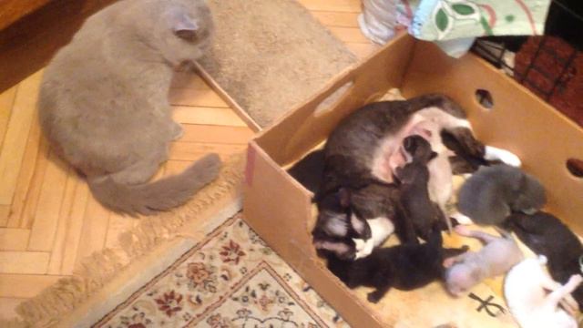 У кошек чужих котят не бывает. У каждой по четыре котен