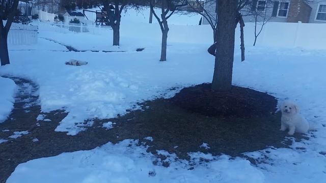 Trixie & Arequipa (Keepa) in the Snow