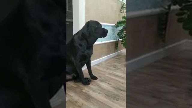 проделки Лабрадора и виноватый вид