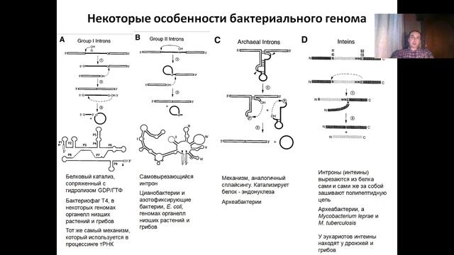 Лекция 6. (2023) Организация генома.